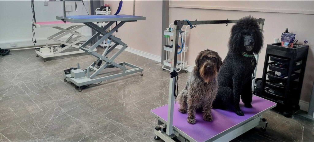 Two dogs sitting on a grooming table