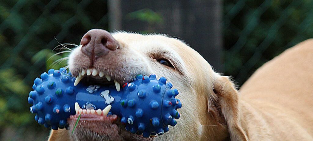 Dog with toy in its mouth showing clean white teeth