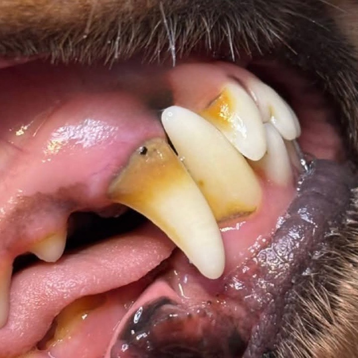 Canine teeth showing significant plaque buildup